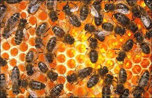 Honeycomb with Bees
